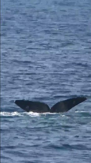 North Pacific Right Whale "Song" Recorded by Researchers | Whale and Dolphin Conservation | #shorts