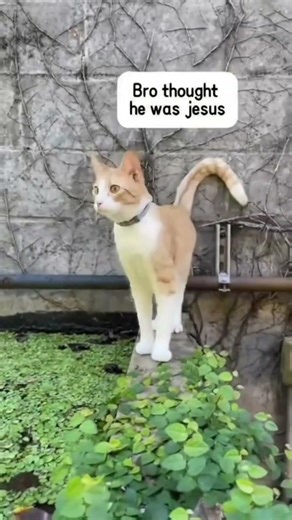 Cat Core 3 #cat #funny