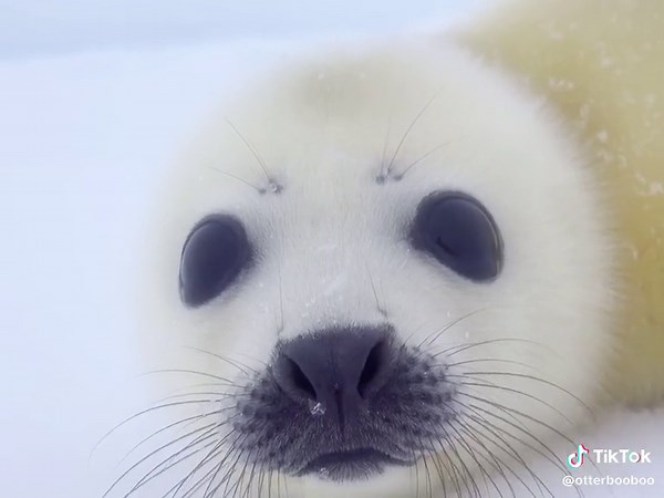 Cutest Baby Seals Compilation