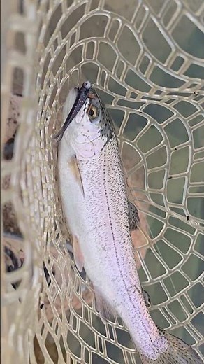 fun day catching rainbow trout in utah with ultralight gear