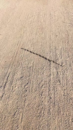 San Diego Gopher Snake basking on the trail #gopher #snake #gophersbake #relocation #gooutside #adventure #explore #california #southerncalifornia #outdoors #naturephotography #wildcalifornia #iphonephotography #herp #herping #southwestwildlife #reptile #californiaherps #herpcalifornia #wild #nature #colubrid #natgeo #natgeowild #fieldherping #snakelovers #reptilelover #pituophis #catenifer #oc #snakesoftoktok #fyp #foryou #foryourpage