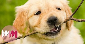 Top 10 Cutest Baby Animals | Videos on WatchMojo.com