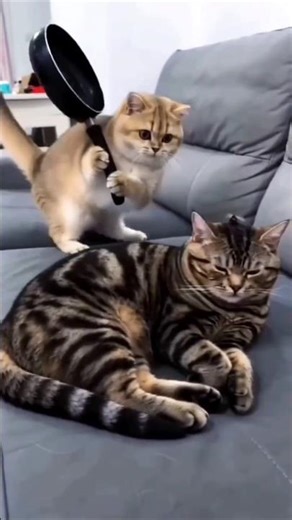 You guys don't fight 🤣 #cat #viral #shorts