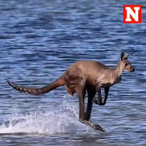 This kangaroo appeared to bounce on water as it hopped across an estuary in Coodanup, Western Australia. Wildlife photographer Callum M. Craig captured the surreal moment. | Newsweek