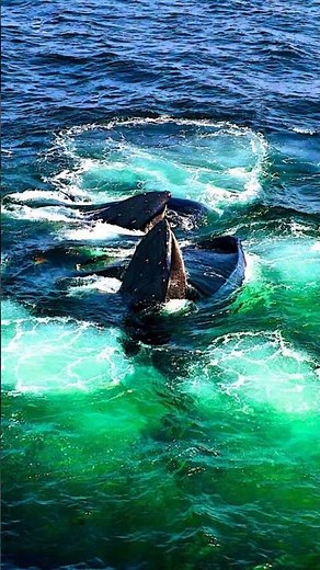 The Genius Hunting Strategy of Humpback Whales #curiouscurrent