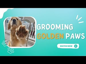 How to Trim Golden Retrievers Paws - Grooming Dog Paws