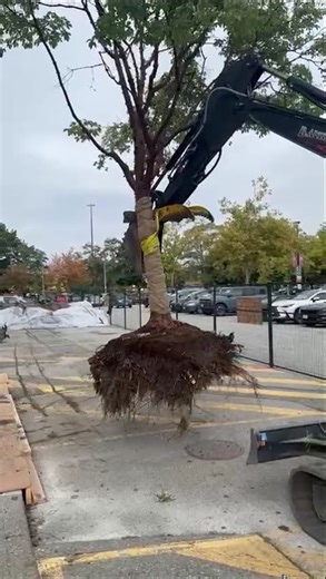 Moving a Japanese Maple – Quick Tip