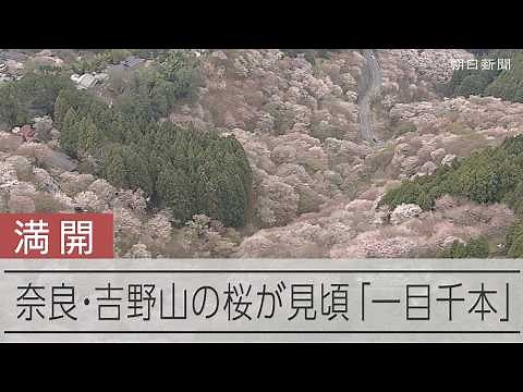奈良・吉野山の桜 「一目千本」山肌覆う桜が満開に