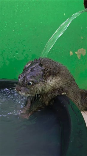 Aku gak sanggup, airnya terlalu dingin ll I can't stand the water being so cold #siboni #otter
