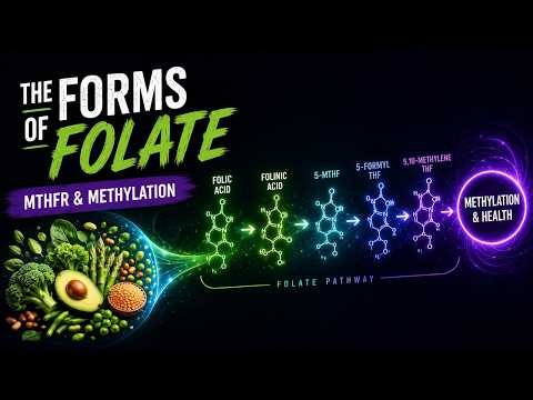 Types of Folate An Overview for MTHFR