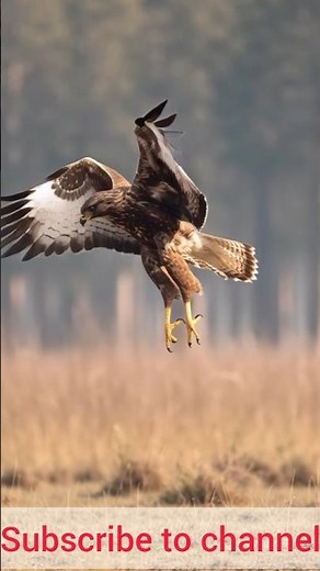 Majestic Eagle Flying in the Sky | Powerful Bird of Prey in Action #NatureShorts #WildlifeVideo