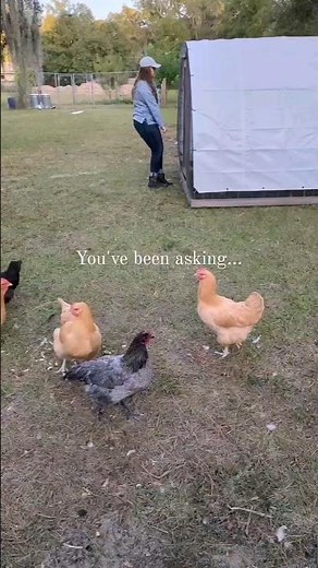 How to Build a Chicken Tractor ⚒️🐔