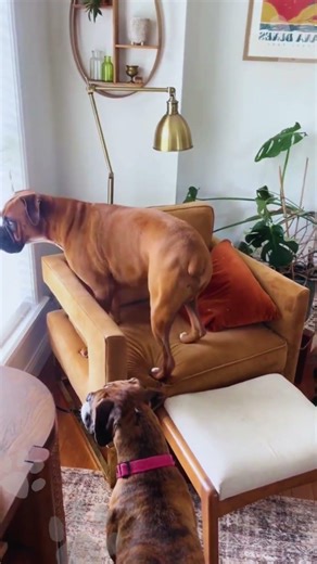 "Wait for his reaction! 😂🐾#shorts #pets #dog#funny #usa #viral #boxerdog