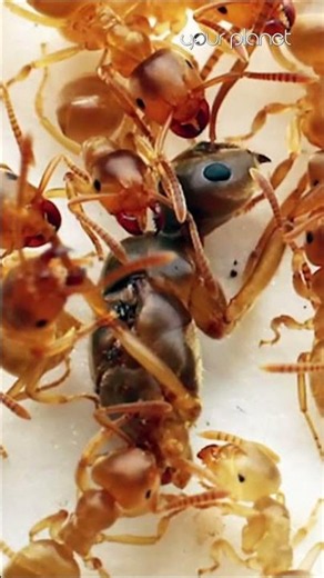 The PARASITE makes ANTS betray and kill their QUEEN!