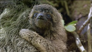 Baby Pygmy Sloth Clings to Mom