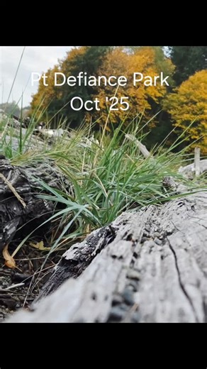 We decided to enjoy this beautiful fall day by visiting Pt Defiance Park in Tacoma. | Terrie Purkey
