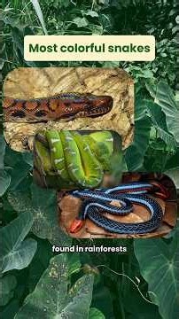 The world's most colorful snakes