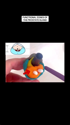 Fucntional zones of the prostate🌰 #anatomy #menshealth #pelvichealth #medtok