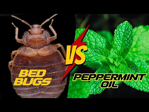 How to Use Peppermint Oil To Kill Bed Bugs FAST !