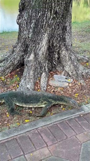 They ALL the same color 😁 #bangkok #lizard