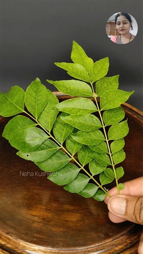 Benefit of curry leaves plants in my terrace gardenig #viral_shorts #ytshorts #shorts #health