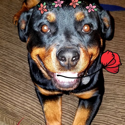 Earth Angels Mobile Pet Spa | Apple Valley CA