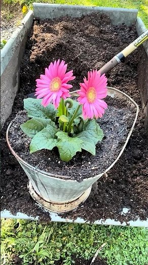 This Planting Trick Makes It So Easy #gardening #flowers