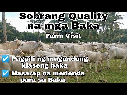 MAGAGANDANG KLASENG BAKA! | Farm Visit sa Bakahan ni Ka Ado | Cattle Farming Philippines