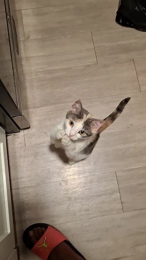 Sassy begs for kool-aid | kool aid