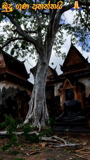 බුදු ගුණ අනන්තයි 🌳🙏✨”“The Fallen Bo Tree… The Unbroken Buddha