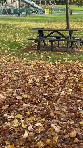 Howl-o-ween holidays start here …… and the Boo Crew have hit the ground running with pawpals Louis and Trixie 💨♿️ And whilst us pups get to play - our hoomums get to catch up over a coffee 🥰 I swear those pair could win a gold medal if talking was an Olympic sport 🤣🤣🤣 Not that we’re complaining …. It just means more fun time for us 👻🎃🧛‍♂️😂 | Henry Wee_Wheels