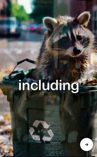 Grey Squirrels vs Red Squirrels: How Are They Different? #nature #squirrels #facts