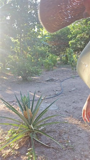 Centro de Mesa Premium para Cena Navideña