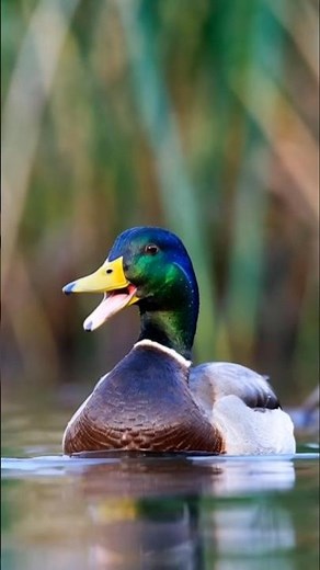Mallard duck #mallardduck #ducks #waterfowl