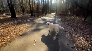1.1K views · 284 reactions | Make sure to practice those Off Leash...
