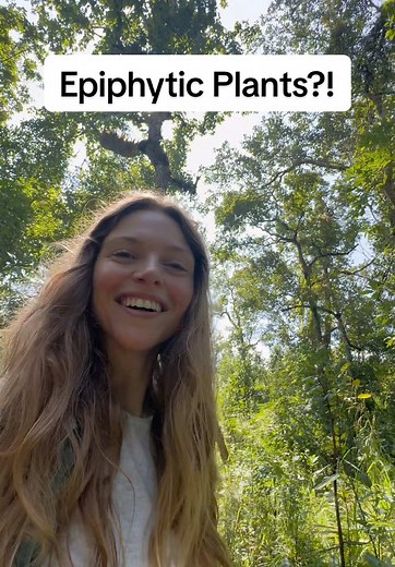 Understanding Epiphytic Plants and Their Growth