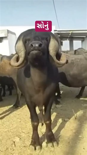 સોનું#viral #reels #funny #funnyvideos #reelitfeelit #explore #reels #trending #instalove #insta