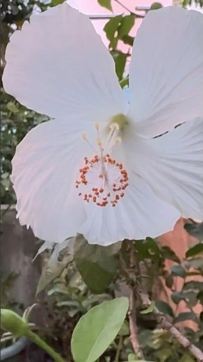🌿💕🌱beautiful white hibiscus flowers 🌱💕🌿