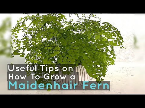 How To Grow a Maidenhair Fern - Useful Tips
