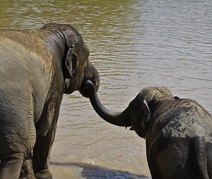 Elephants Console Each Other