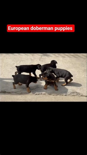 Doberman Puppies for sale - 79812 13405