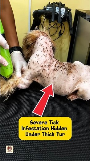 Severe Tick Infestation Hidden Under Thick Fur 😢 | Dog Rescue Grooming Transformation