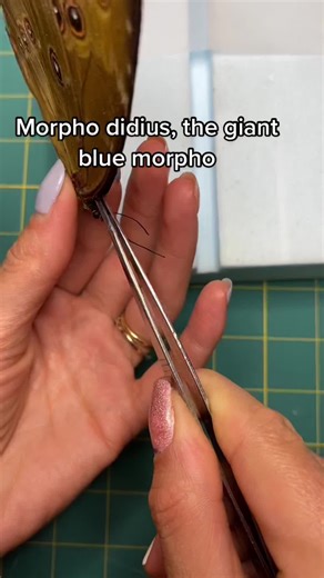 Explore Natural Wonders at Roseanne's Studio: Butterfly Taxidermy and More!