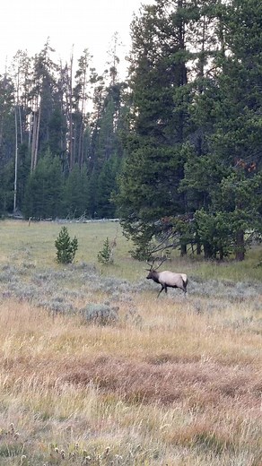 36K views · 1.8K reactions | Some moments from this fall in Yellowstone #wildlife #wildlifephotography #yellowstone #outdoors | Trent Sizemore Photography | Facebook