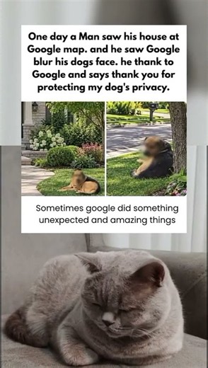 Google Maps Blurred His Dog's Face To Protect Its Privacy