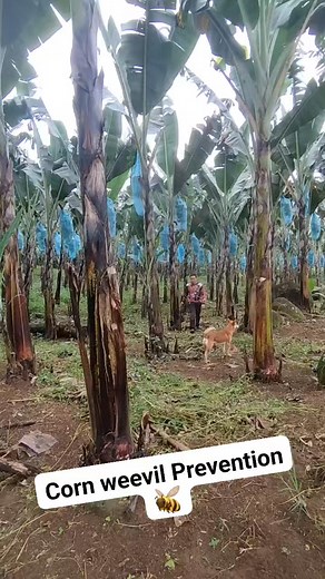 Let's Prevent Corn weevil in the safest way and affordable Bakukang #followersreelsfypシ゚viralシfypシ゚viralシalシ #follower #followersreels #lakatanfarming | Marvel Jhon Cardines