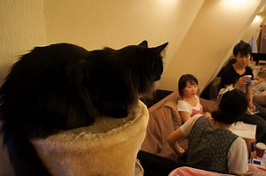 Neko café - Prendre le café avec des chats au Japon