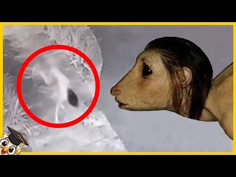 10 Terrifying Creatures Caught on Camera - Part 3