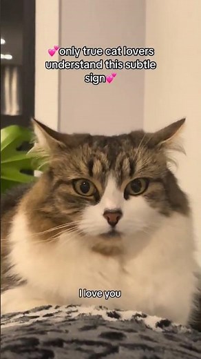 Why Cats Slow Blink at You 😳