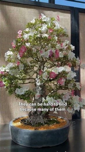 Rare Satsuki Azalea Bonsai Display